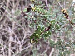 Ceanothus rigidus