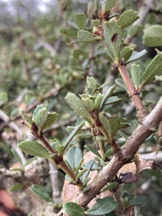 Ceanothus rigidus
