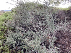 Ceanothus rigidus