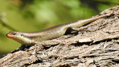 Trachylepis wahlbergii