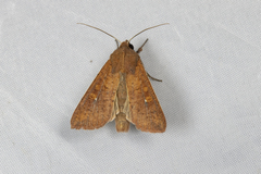 Mythimna pallidicosta