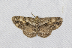 Psilalcis galsworthyi