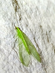 Chrysoperla