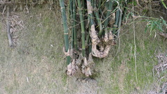 Bambusa oldhamii