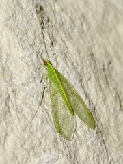 Chrysoperla