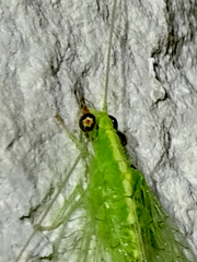 Chrysoperla