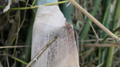 Bambusa oldhamii