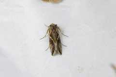 Chrysodeixis eriosoma