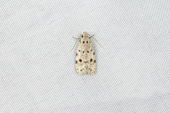 Autosticha calceata