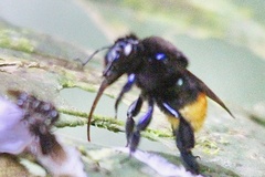 Euglossini