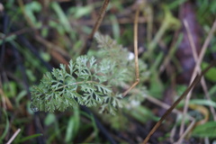 Daucus