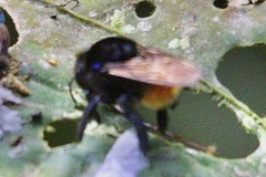 Euglossini