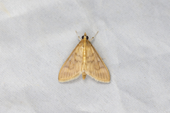 Pyraustinae