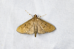 Omiodes pernitescens
