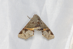 Targalla subocellata