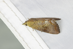 Hypocala deflorata
