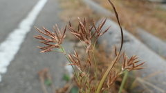 Cyperus rotundus