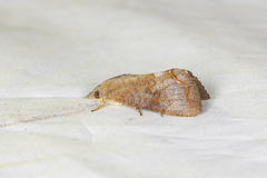 Hypocala deflorata