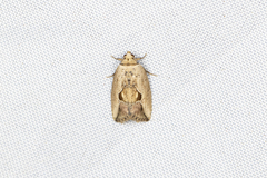 Strotihypera macroplaga