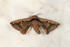 Prismosticta microprisma