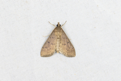 Herpetogramma licarsisalis