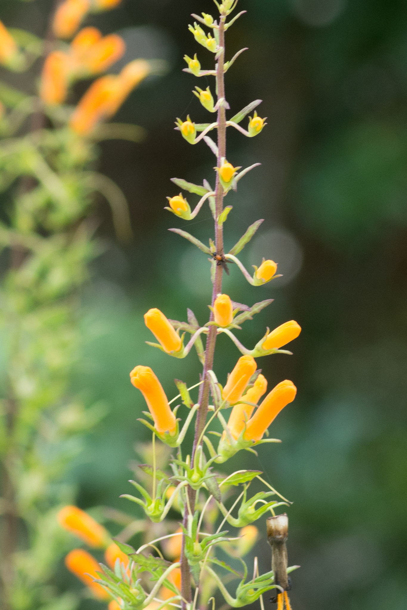 Macranthera