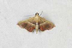 Endotricha repandalis