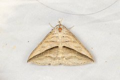 Mocis frugalis
