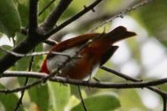 Chrysothlypis salmoni