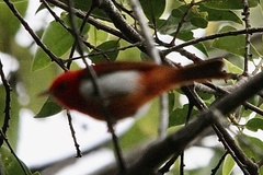 Chrysothlypis salmoni
