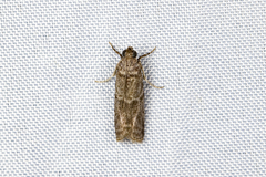 Ectomyelois ceratoniae