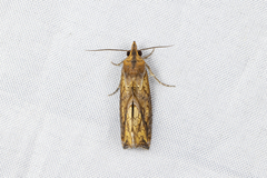 Plusiodonta coelonota