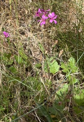 Pelargonium rodneyanum