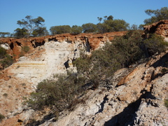 Eucalyptus repullulans