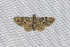 Gymnoscelis taprobanica