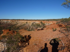Eucalyptus repullulans