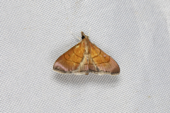 Hemiscopis sanguinea