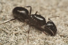 Camponotus caryae