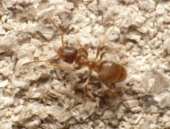 Lasius americanus