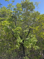 Xylocarpus moluccensis