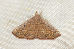 Corgatha dictaria