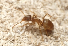 Lasius americanus