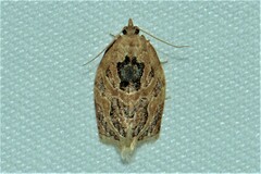 Adoxophyes privatana