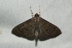 Omiodes tristrialis