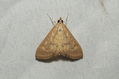 Pyraustinae