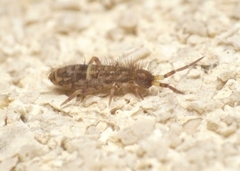 Orchesella cincta