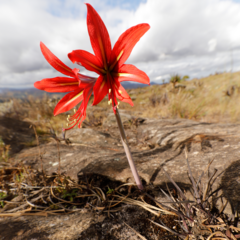 Hippeastrum morelianum