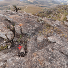 Hippeastrum morelianum