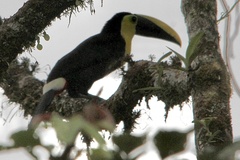 Ramphastos brevis