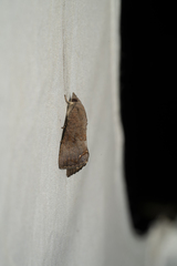 Hypocala deflorata